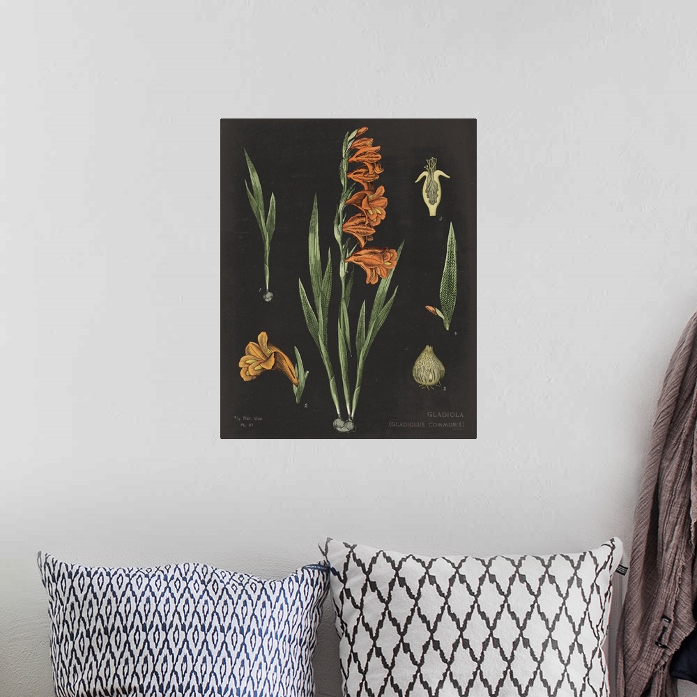 A bohemian room featuring Gladiola Chart