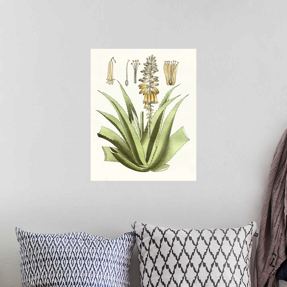 A bohemian room featuring A decorative vintage illustration of an aloe plant.