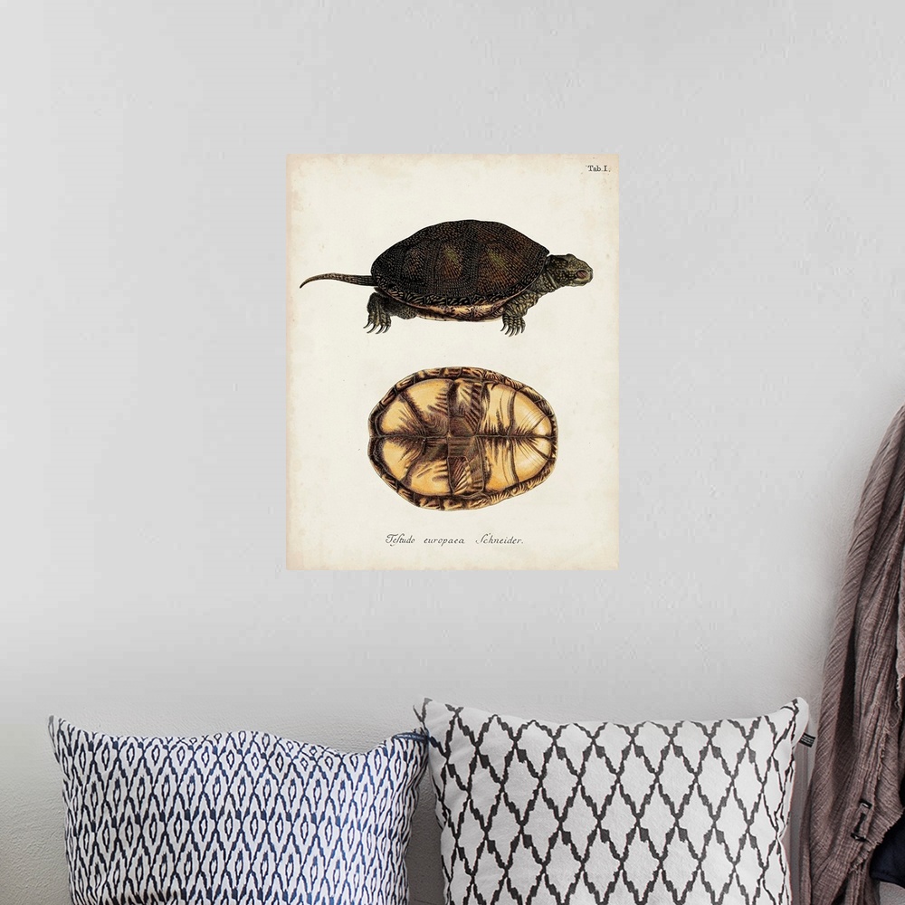 A bohemian room featuring Antique Turtles and Shells II