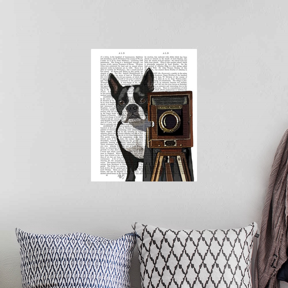 A bohemian room featuring Boston Terrier Photographer