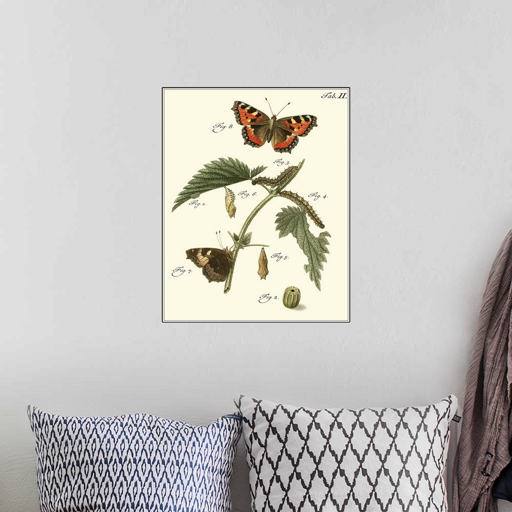 A bohemian room featuring Butterfly Metamorphosis I