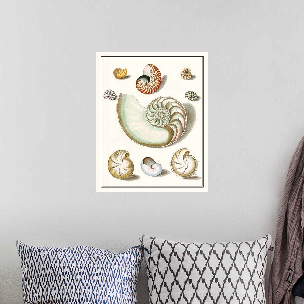 A bohemian room featuring Vintage seashell illustrations in warm earth tones on a beige background.