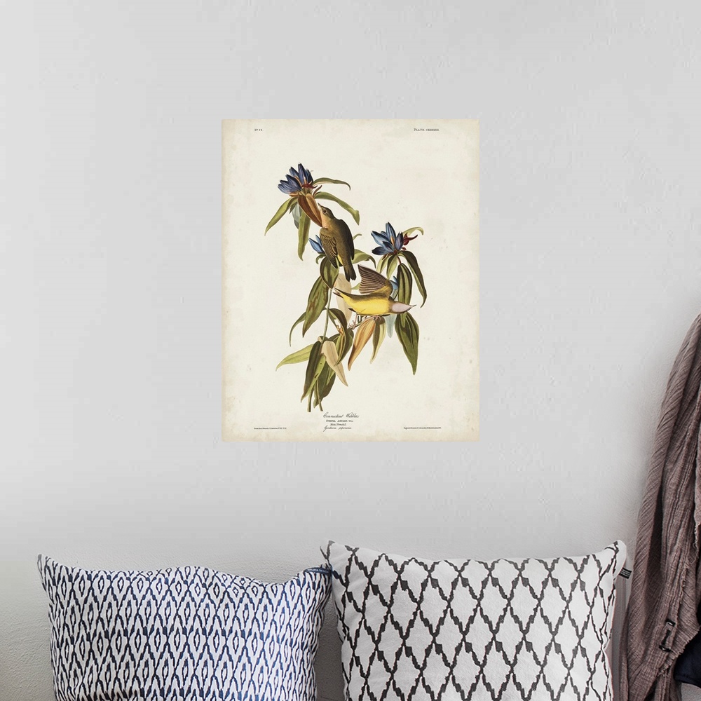 A bohemian room featuring Connecticut Warbler