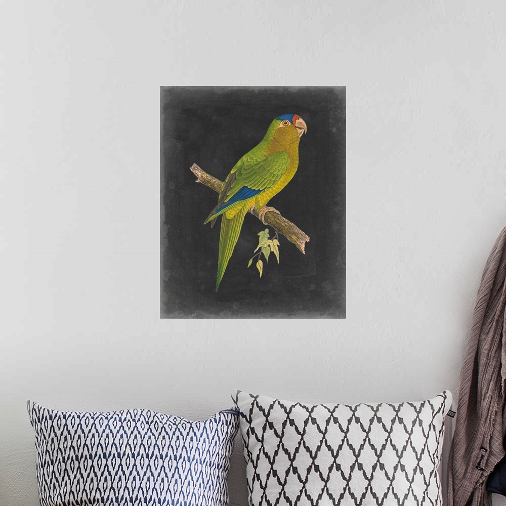 A bohemian room featuring Dramatic Parrots V