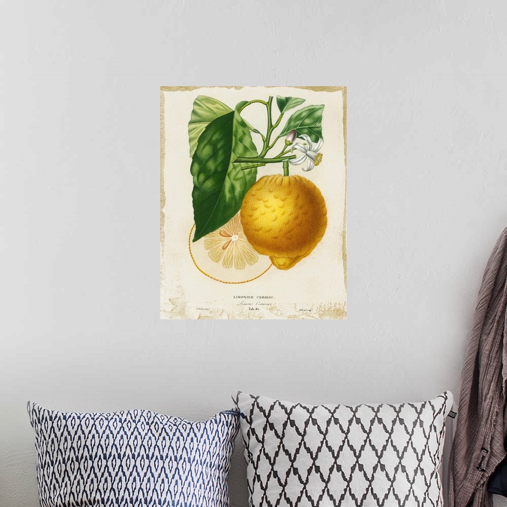 A bohemian room featuring French Lemon I