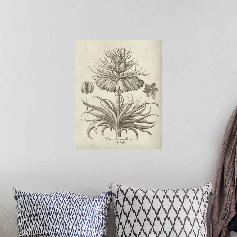 A bohemian room featuring Vintage-inspired botanical illustration of a crown imperial flower.