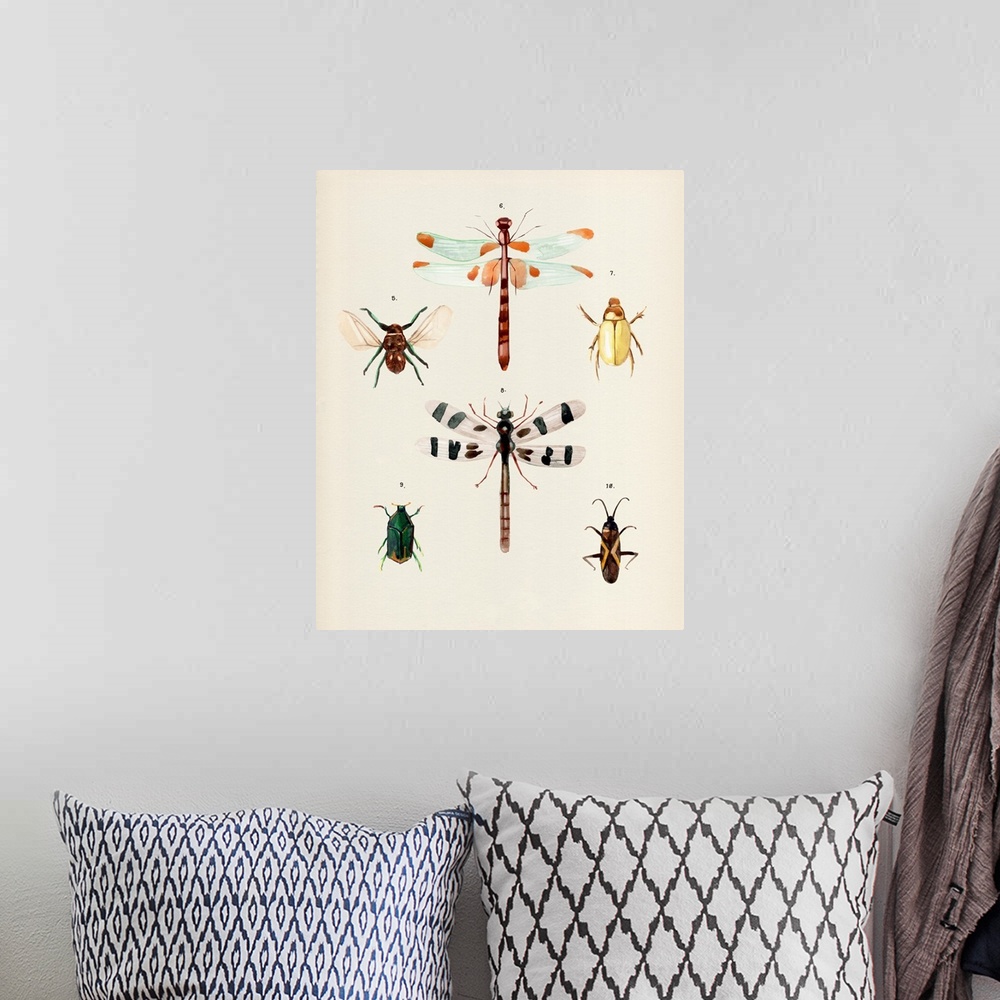 A bohemian room featuring Insect Varieties II