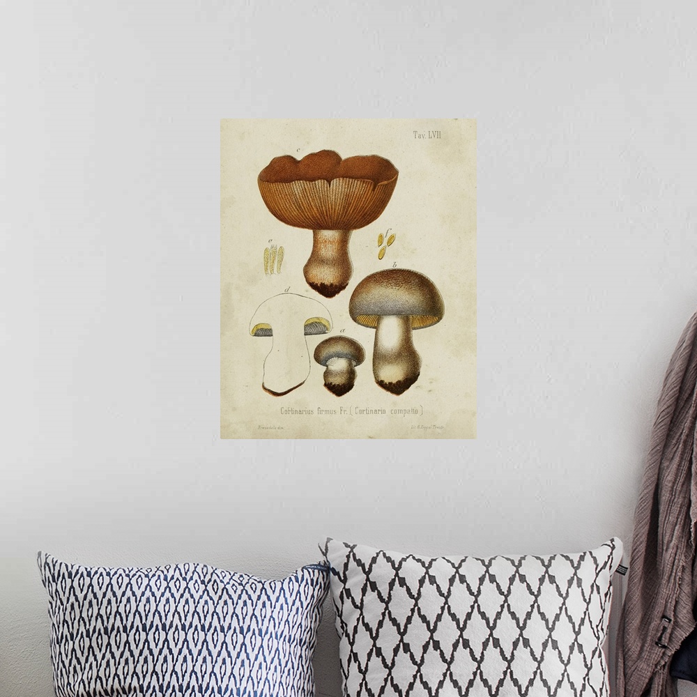 A bohemian room featuring Mushroom Varieties I