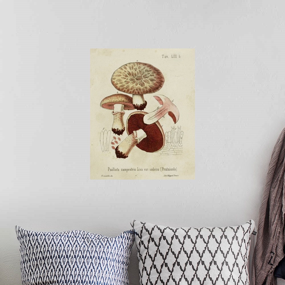 A bohemian room featuring Mushroom Varieties II