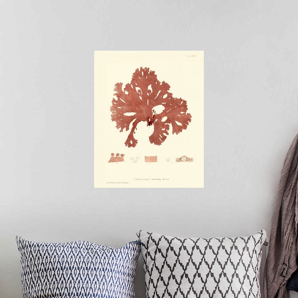 A bohemian room featuring Nature Print in Coral I