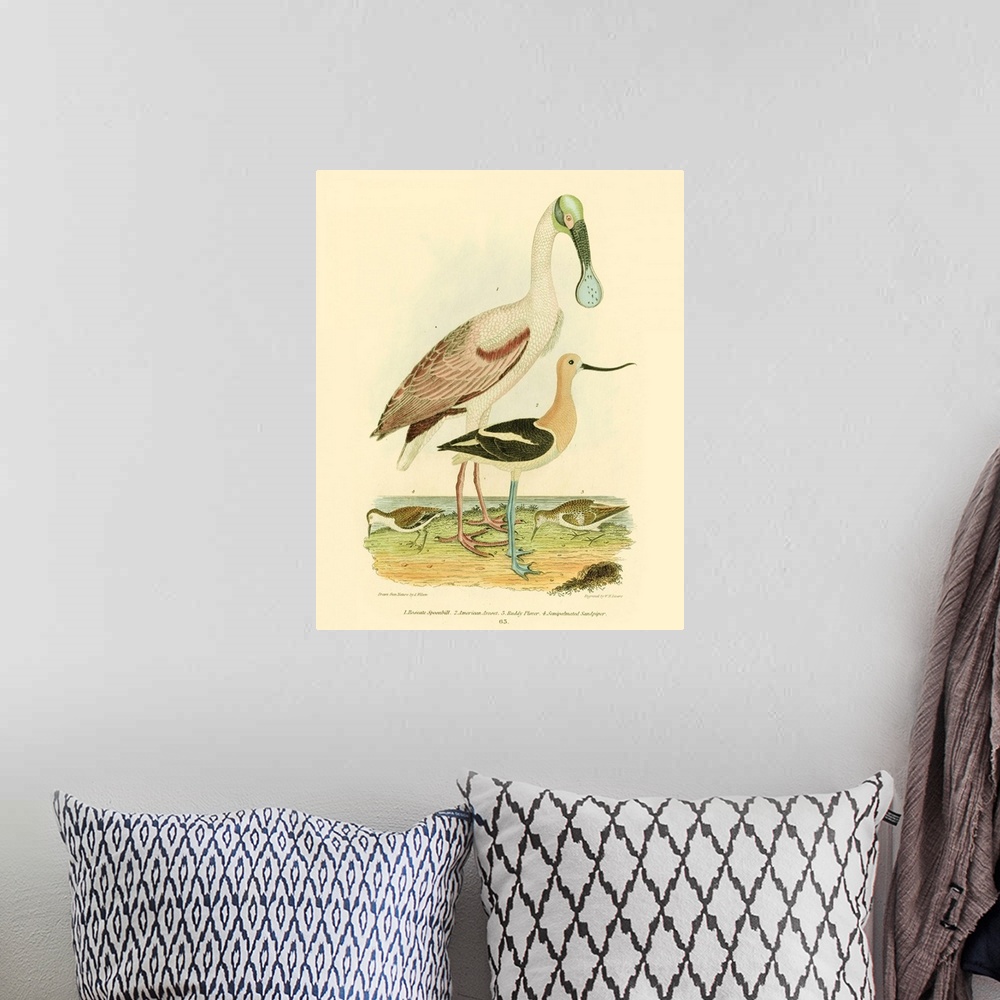 A bohemian room featuring Roseate Spoonbill