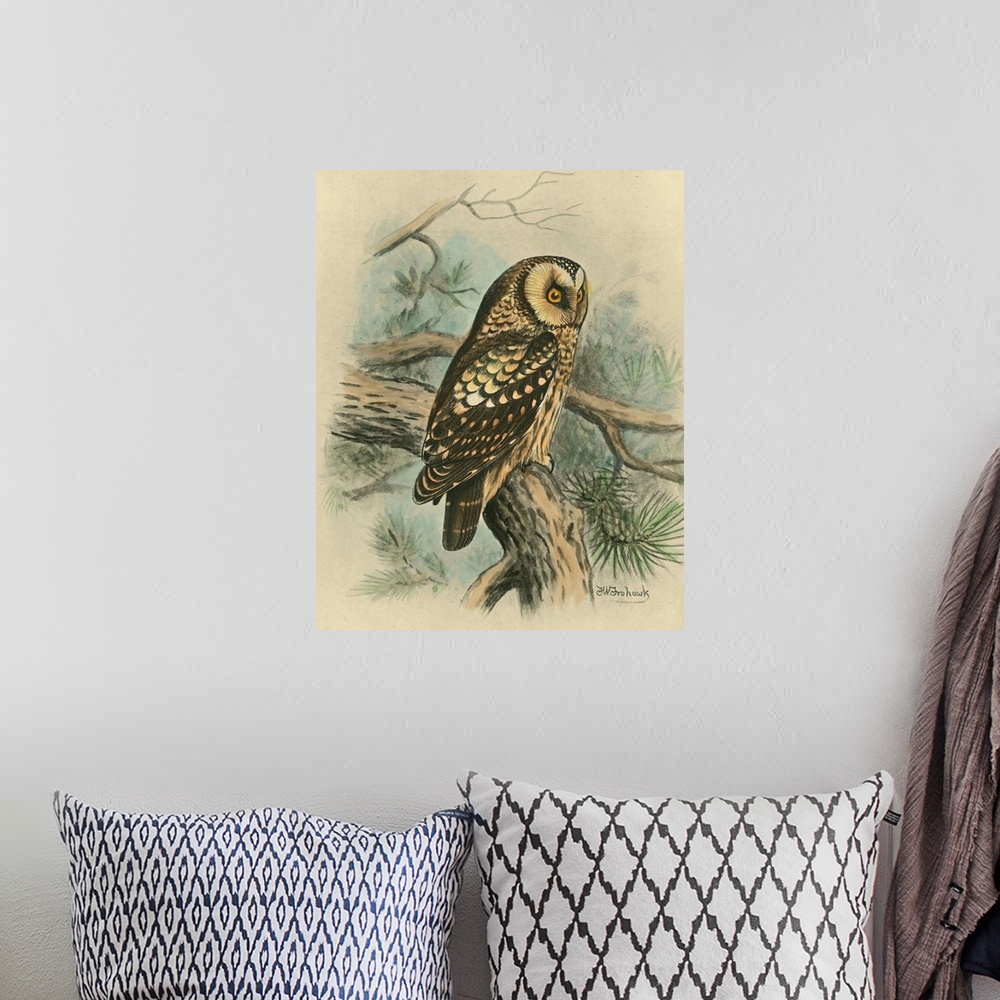 A bohemian room featuring Tengmalm's Owl