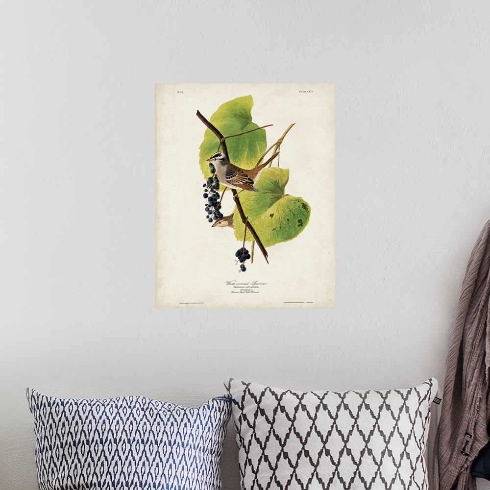 A bohemian room featuring White-Crowned Sparrow