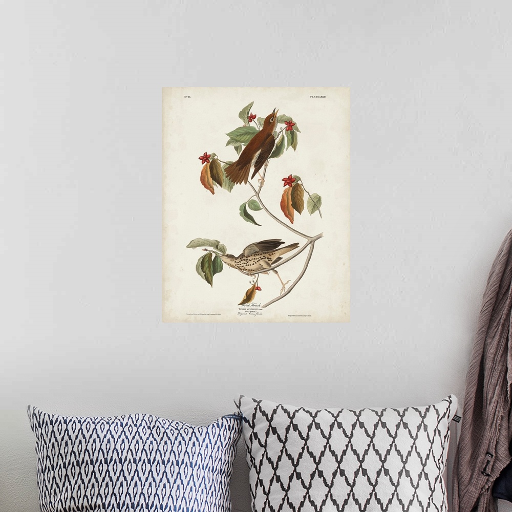 A bohemian room featuring Wood Thrush