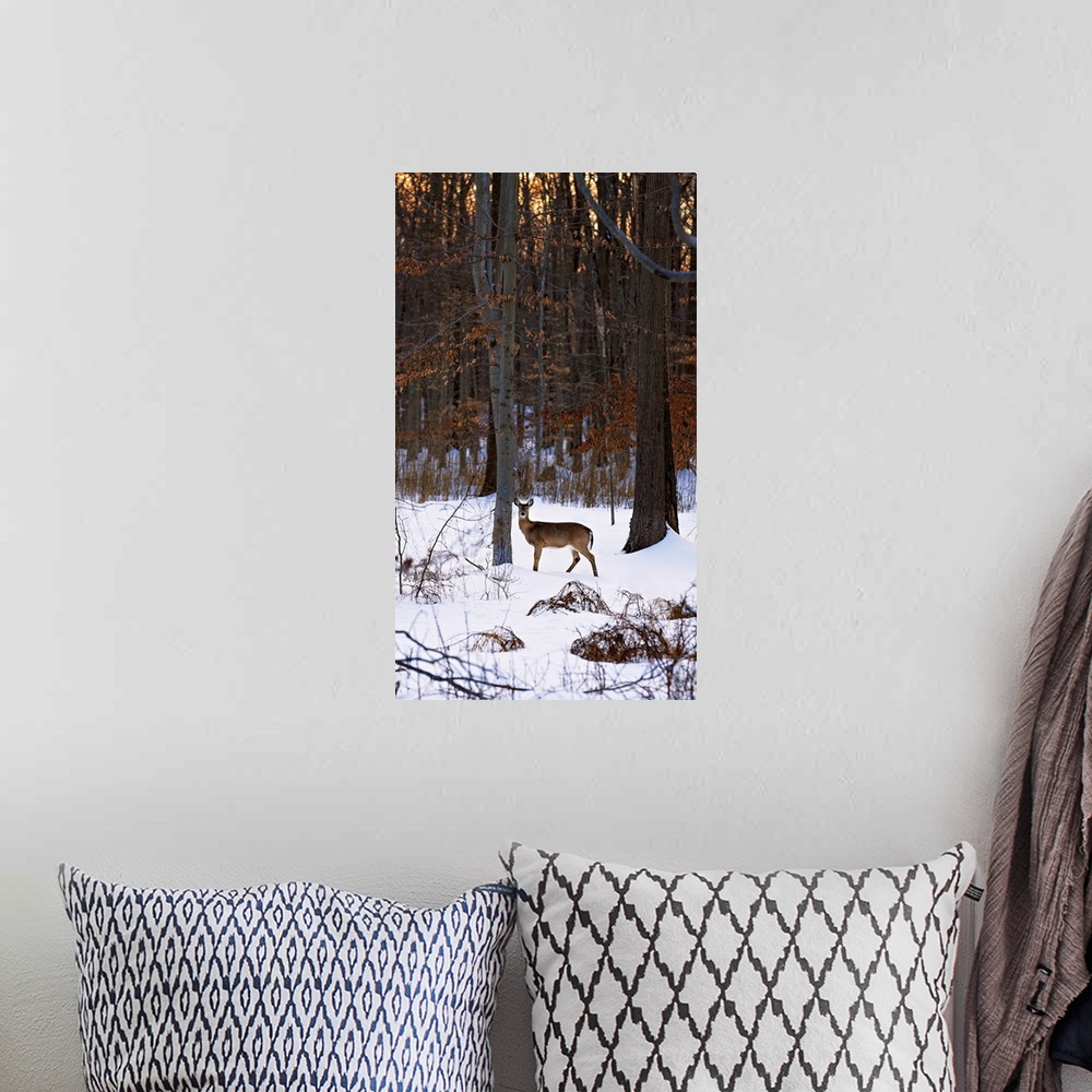 A bohemian room featuring Deer In The Snow