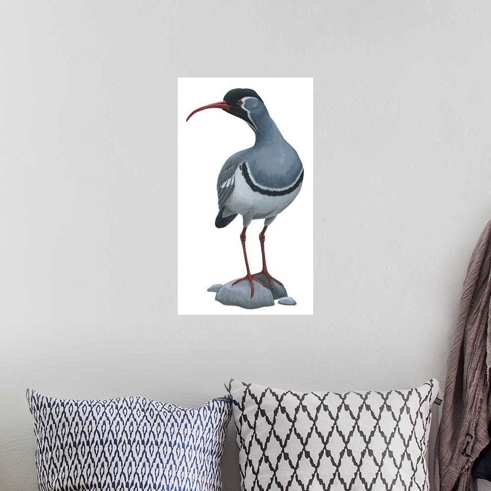 A bohemian room featuring Educational illustration of the ibisbill.