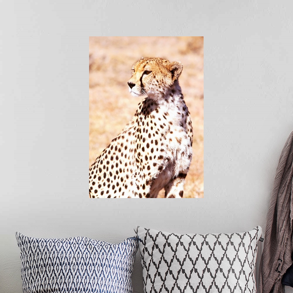 A bohemian room featuring Cheetah In Maasai Mara Game Reserve