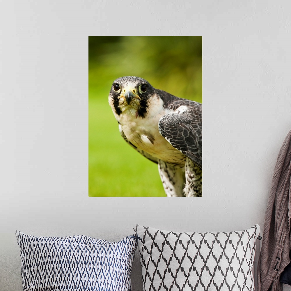 A bohemian room featuring Peregrine Falcon (Falco Peregrinus). Windermere, Cumbria, England.
