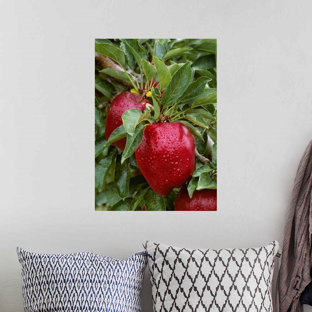 A bohemian room featuring Red Delicious apples on the tree, ripe and ready for harvest, with raindrops