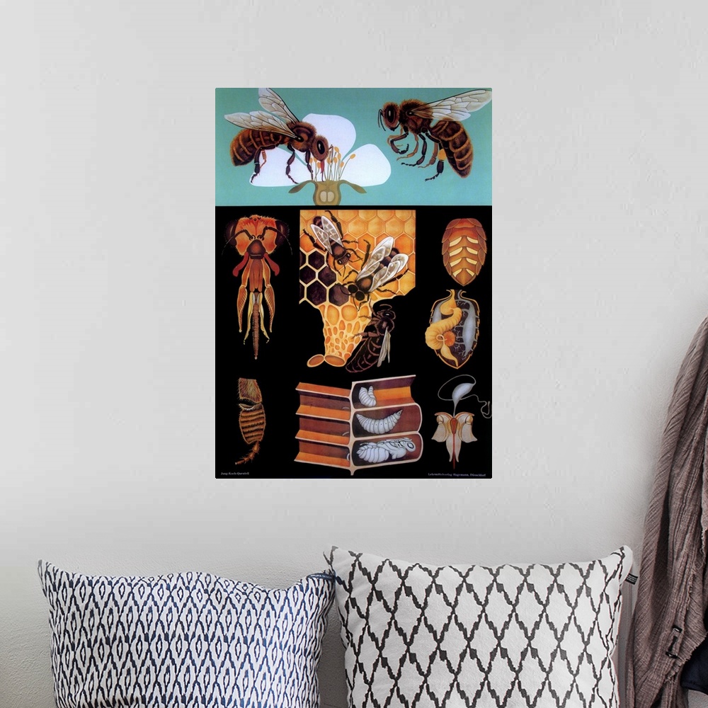 A bohemian room featuring Bees - Vintage Educational Poster