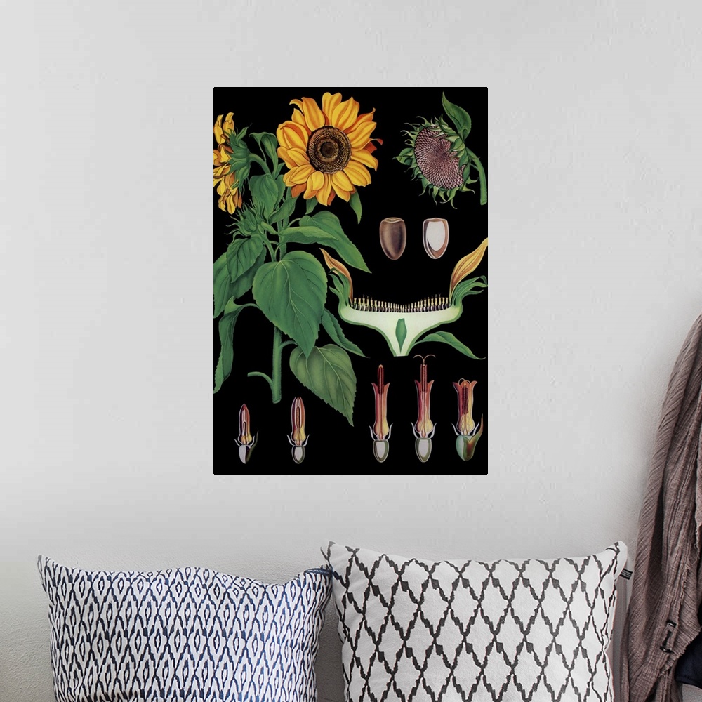 A bohemian room featuring Sunflower - Botanical Illustration