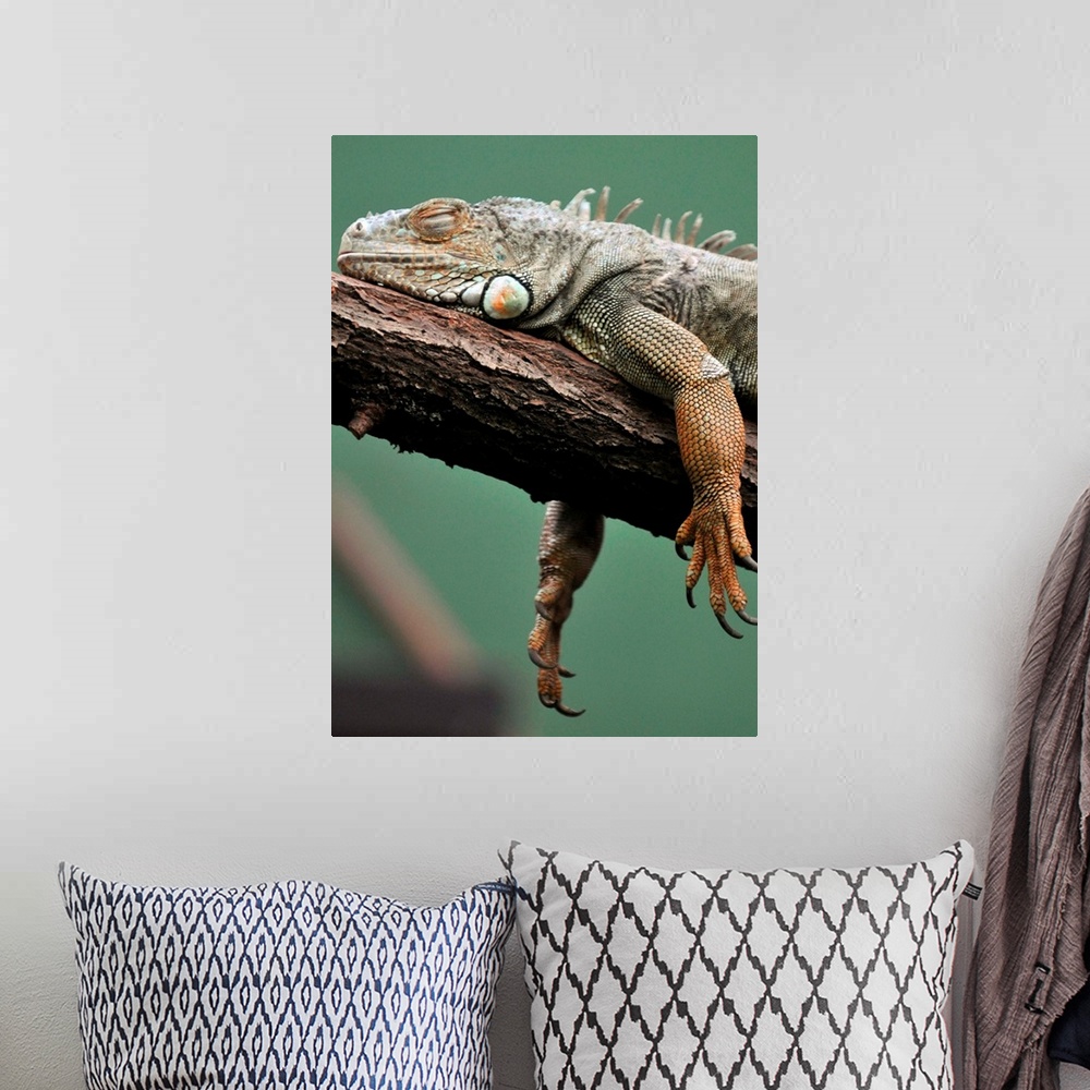A bohemian room featuring A Gruener Iguana Resting On Branch