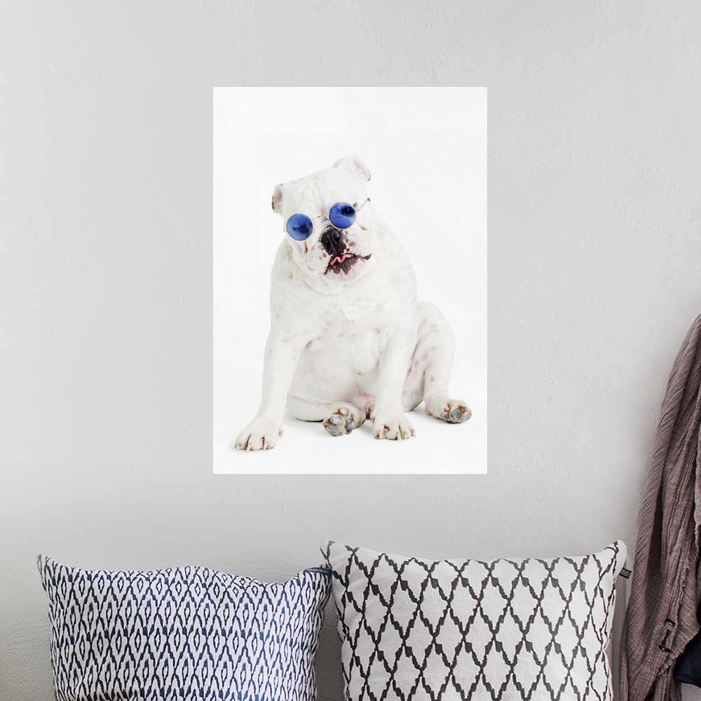 A bohemian room featuring white background, white bulldog, blue tinted glasses, portrait