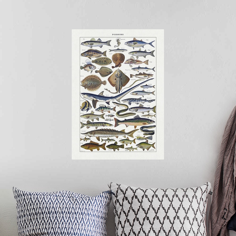 A bohemian room featuring Old illustration about fishes by Adolphe Philippe Millot printed in the french dictionary "Dictio...