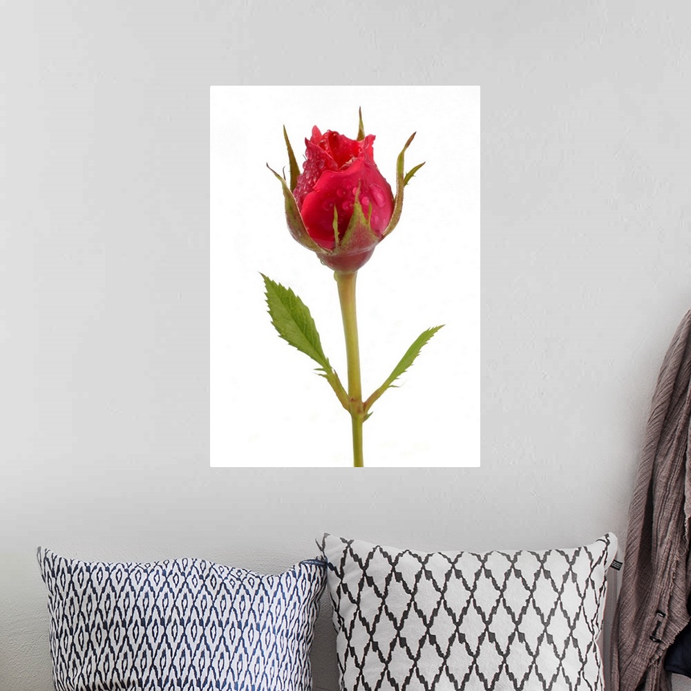 A bohemian room featuring Pink rose bud with water drops, on a white background