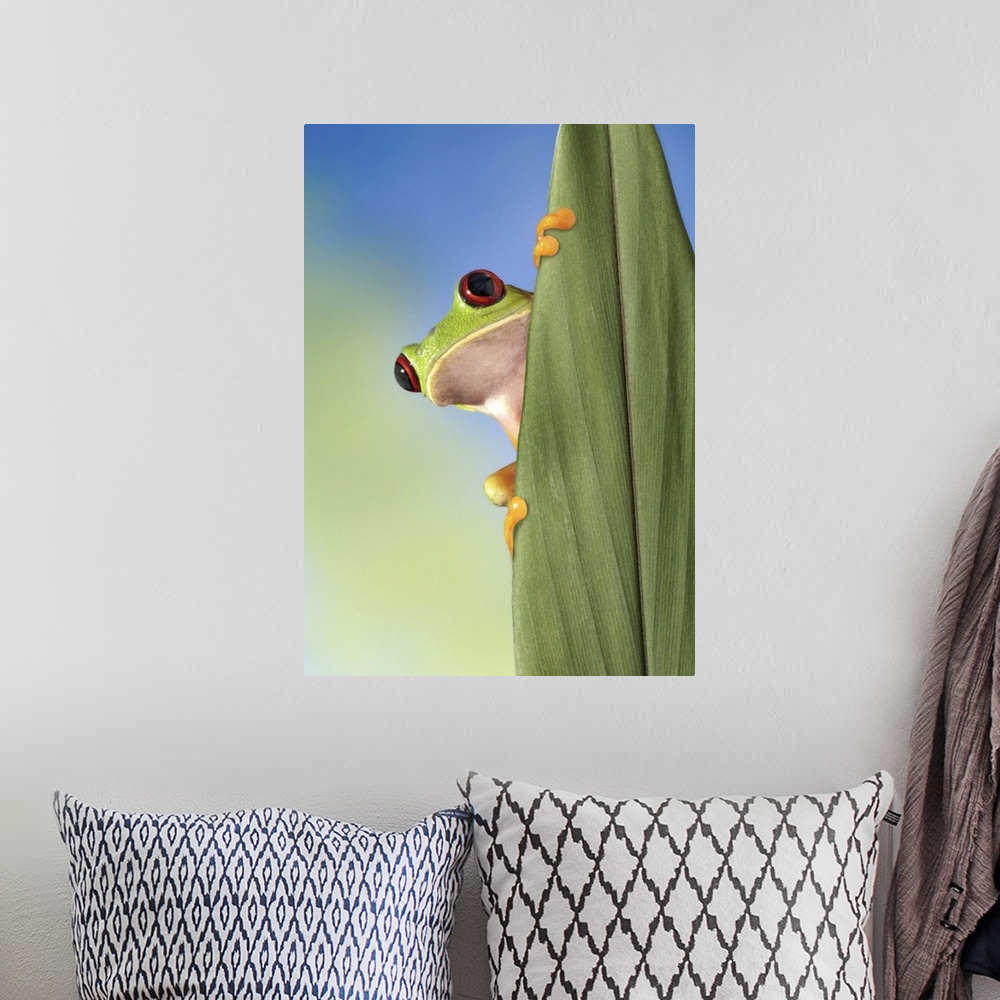 A bohemian room featuring Red Eyed Tre Frog Peeking From Behind a Leaf