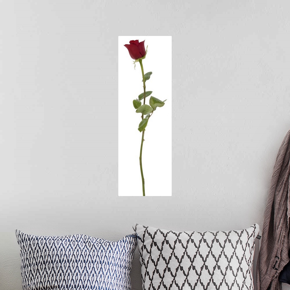 A bohemian room featuring Studio shot of longstem rose