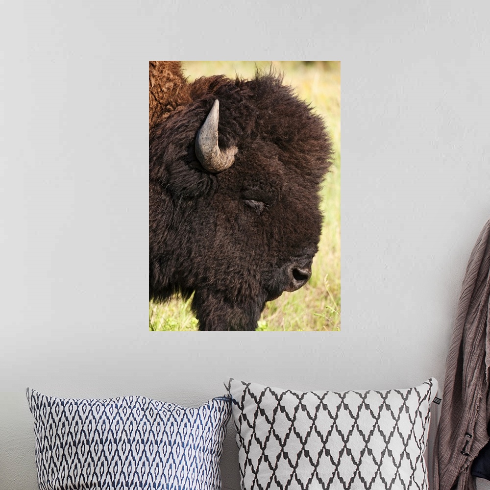 A bohemian room featuring USA, South Dakota, American bison (Bison bison) in Custer State Park, headshot