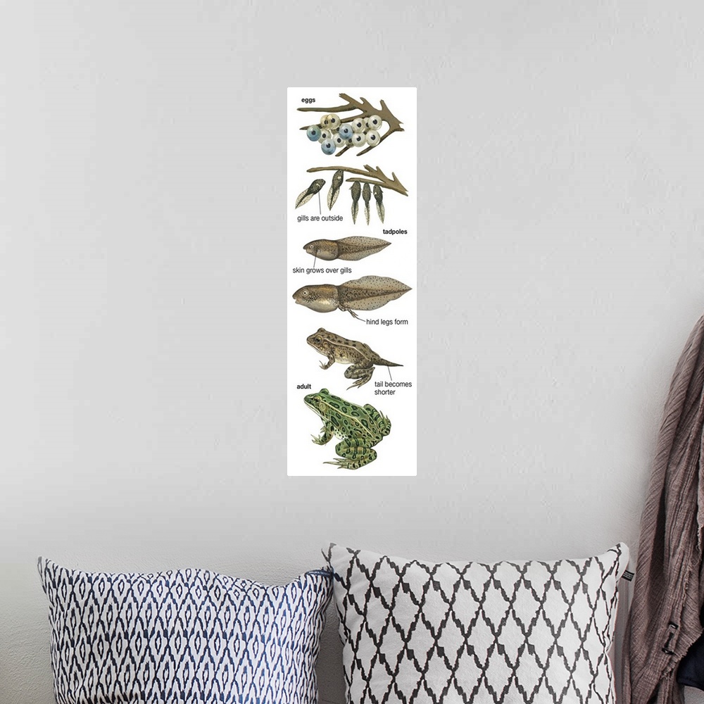 A bohemian room featuring Educational illustration of the Metamorphosis Of Leopard Frog.