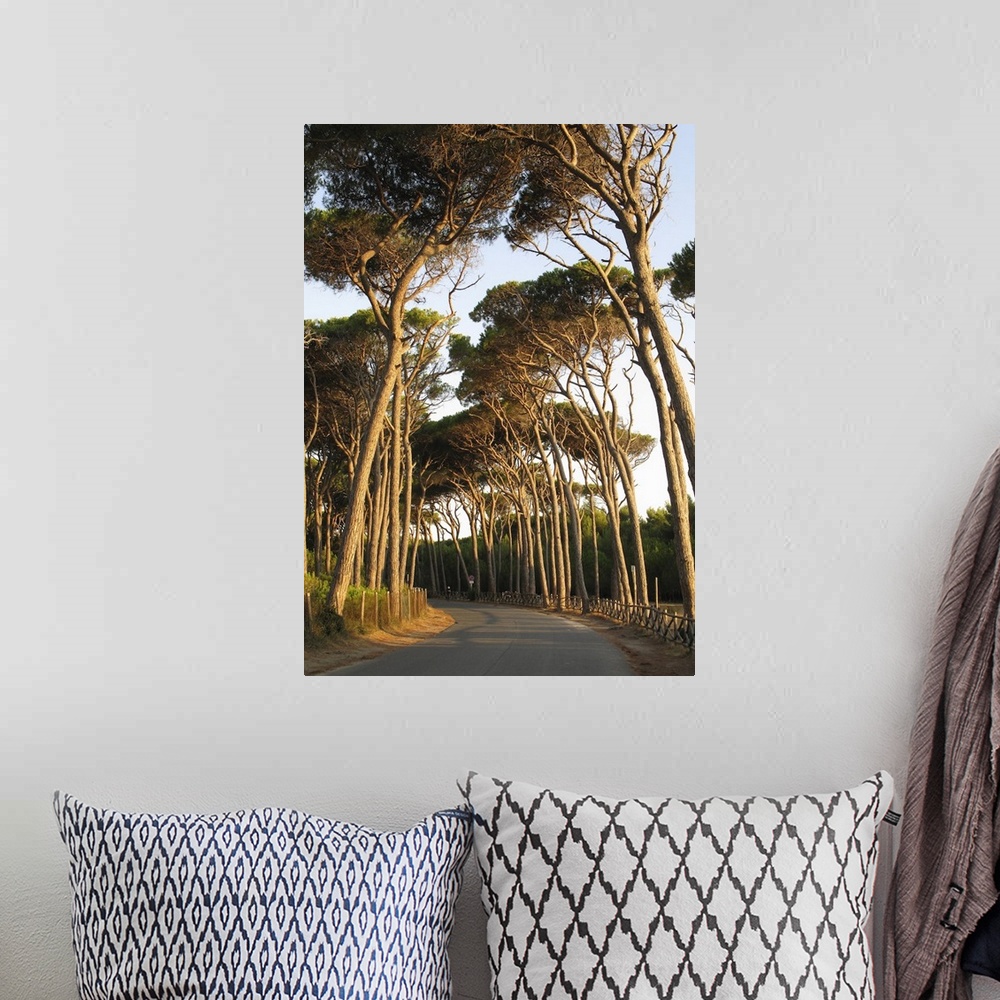 A bohemian room featuring tall maritime pine trees line a road along the Tuscany coast, Italy
