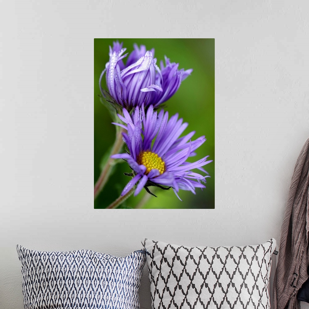 A bohemian room featuring Large close up photograph of two purple aster flowers in the morning sun, with petals covered in ...