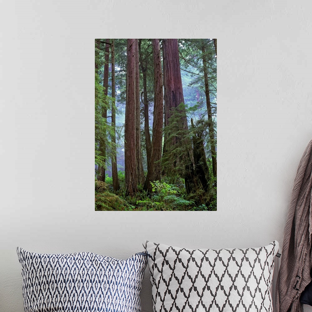 A bohemian room featuring Old growth forest of Coast Redwood, Del Norte Coast Redwoods State Park, California
