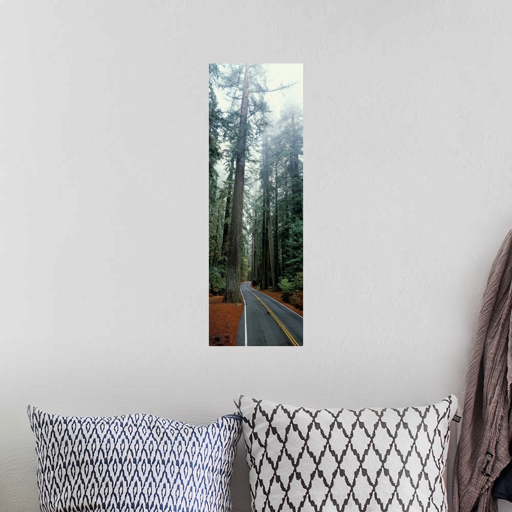 A bohemian room featuring California, Redwoods Park, road