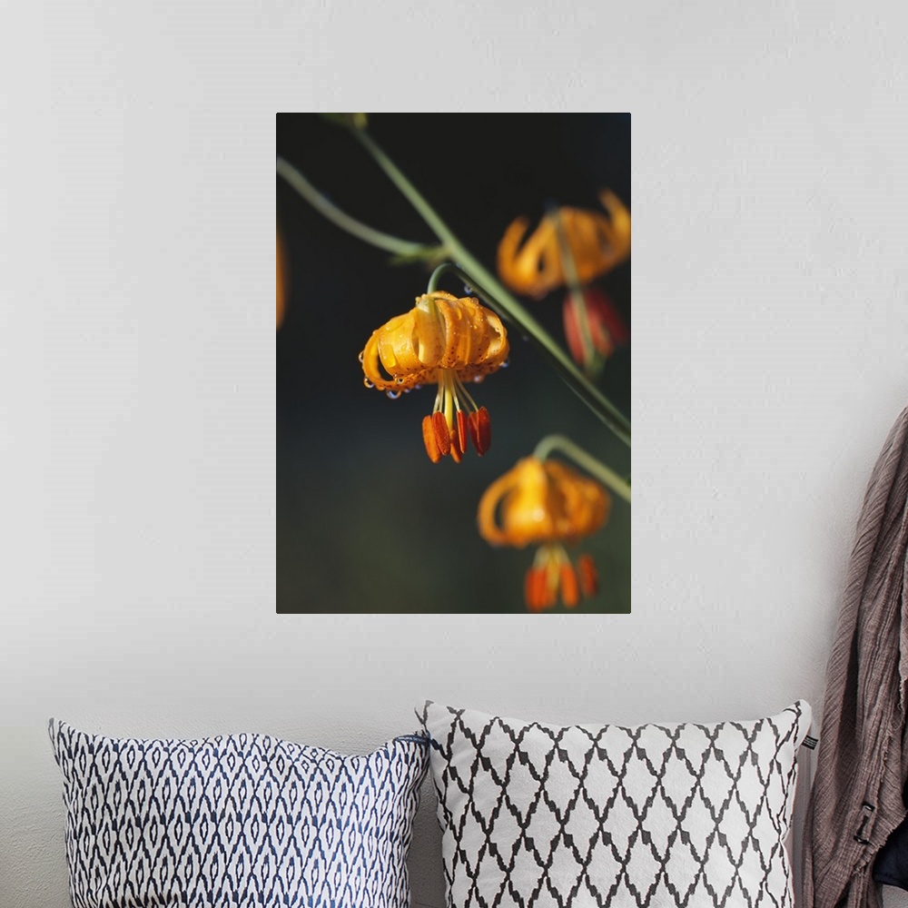 A bohemian room featuring Columbia Lily Flower Blossoms