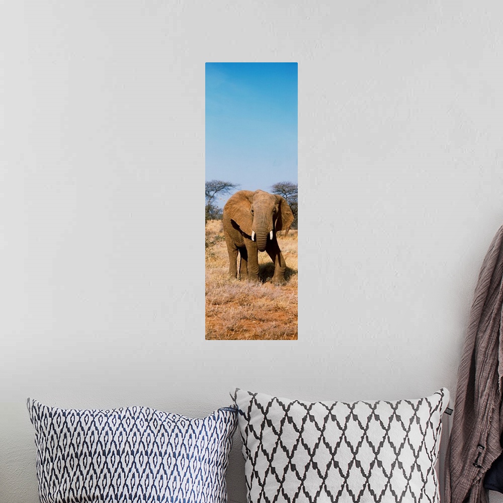 A bohemian room featuring Elephant Kenya