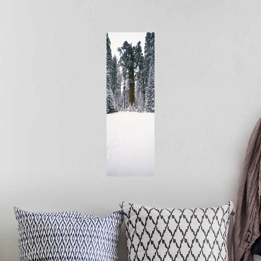 A bohemian room featuring General Sherman trees in a snow covered landscape, Sequoia National Park, California