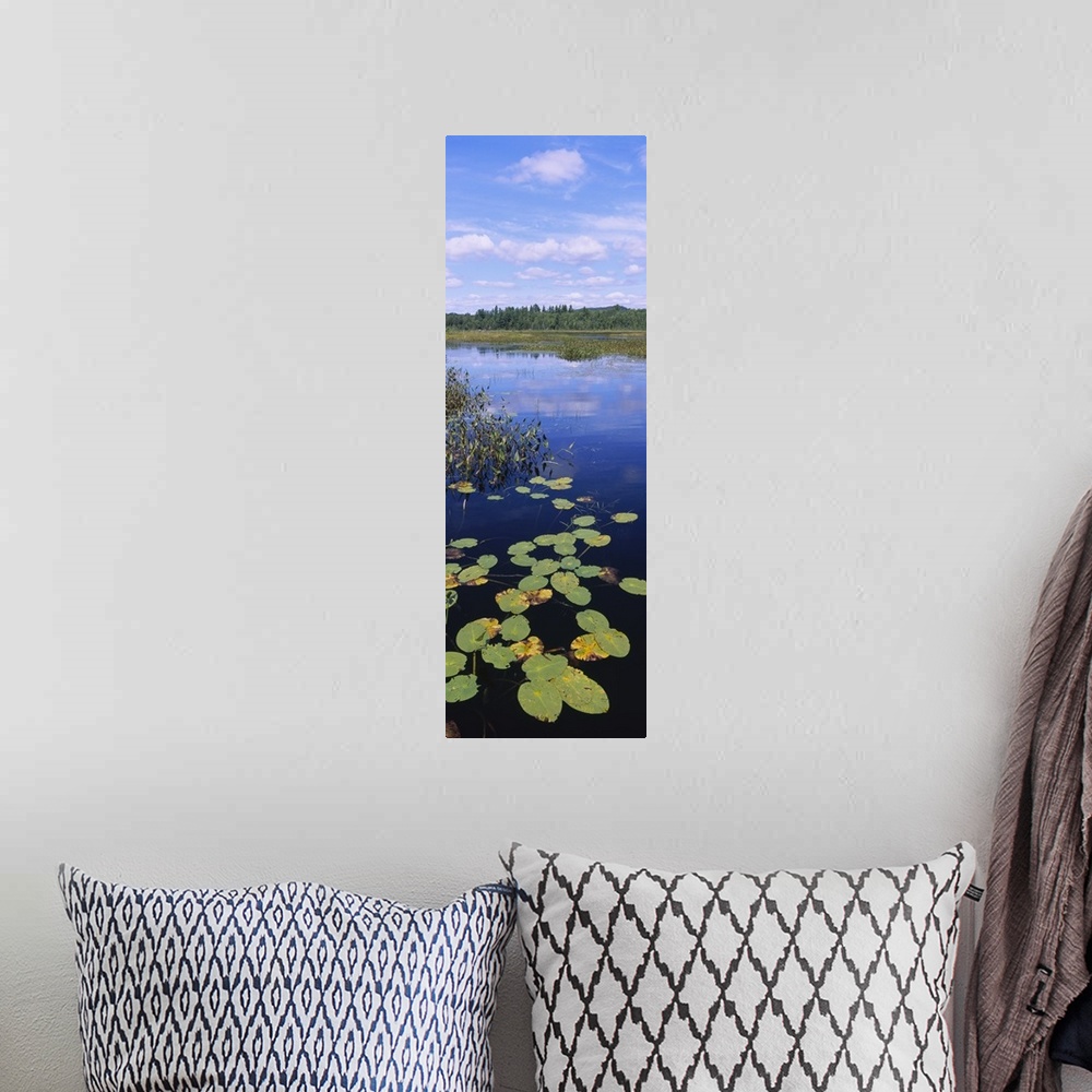 A bohemian room featuring High angle view of lily pads in a marsh, Adirondack State Park, Adirondack Mountains, New York State