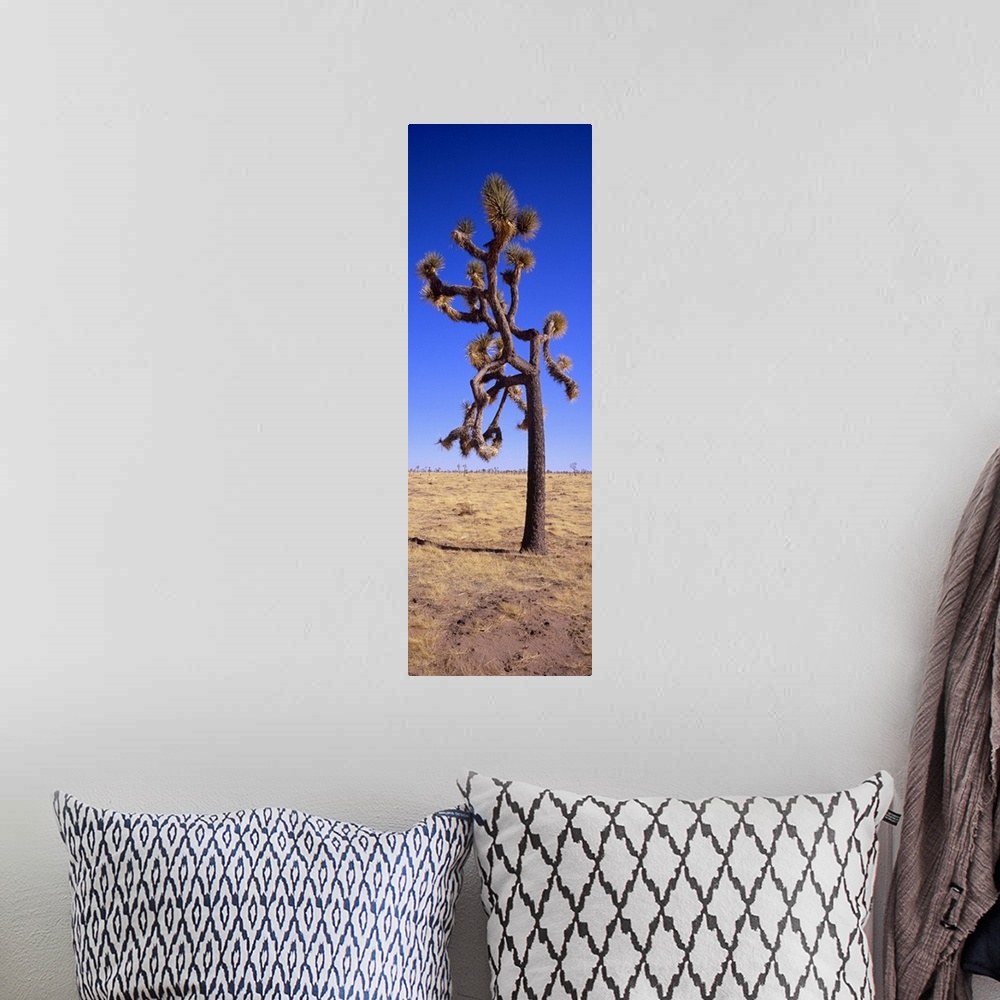 A bohemian room featuring Joshua tree (Yucca brevifolia) in a field, California