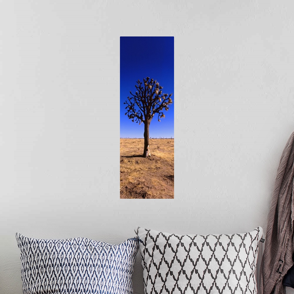 A bohemian room featuring Joshua tree (Yucca brevifolia) in a field, California