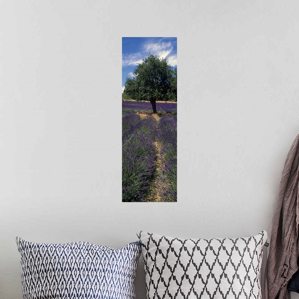 A bohemian room featuring Lavender crop in a field, Provence, Provence Alpes Cote dAzur, France