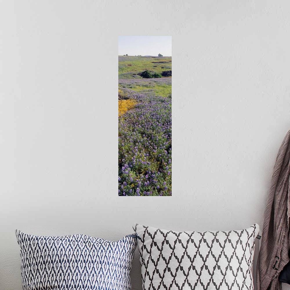 A bohemian room featuring Lupines and Goldfields (Lasthenia) in a field, Table Mountain, Sacramento Valley, Butte County, C...