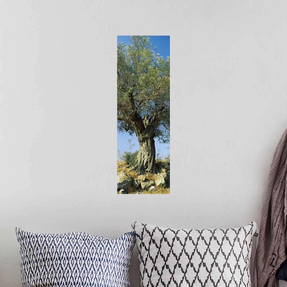 A bohemian room featuring Olive tree in a field, Aegina, Saronic Gulf Islands, Attica, Greece