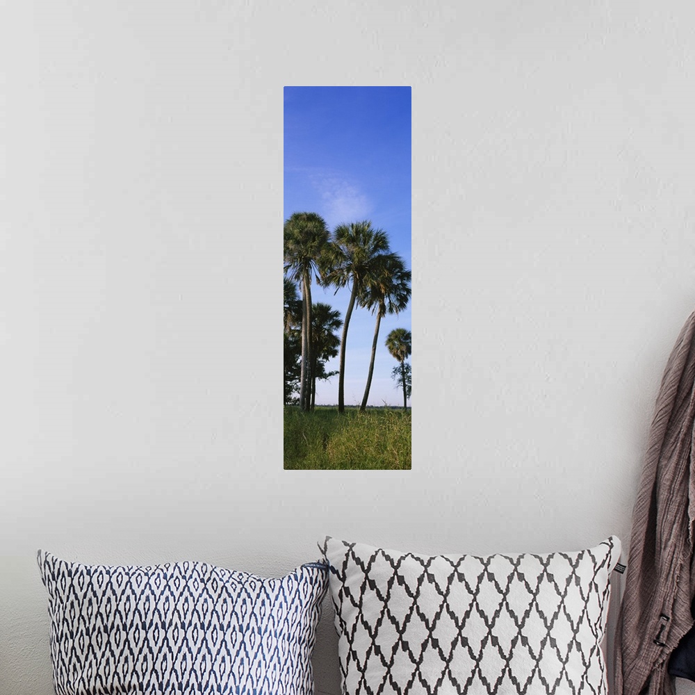 A bohemian room featuring Palm trees on a landscape, Myakka River State Park, Sarasota, Florida