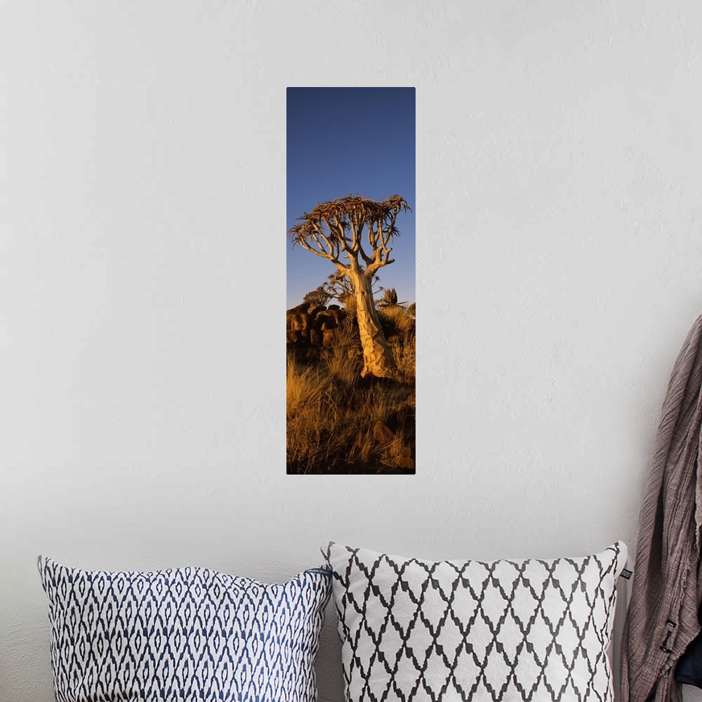 A bohemian room featuring Quiver tree Aloe dichotoma at sunset Namibia