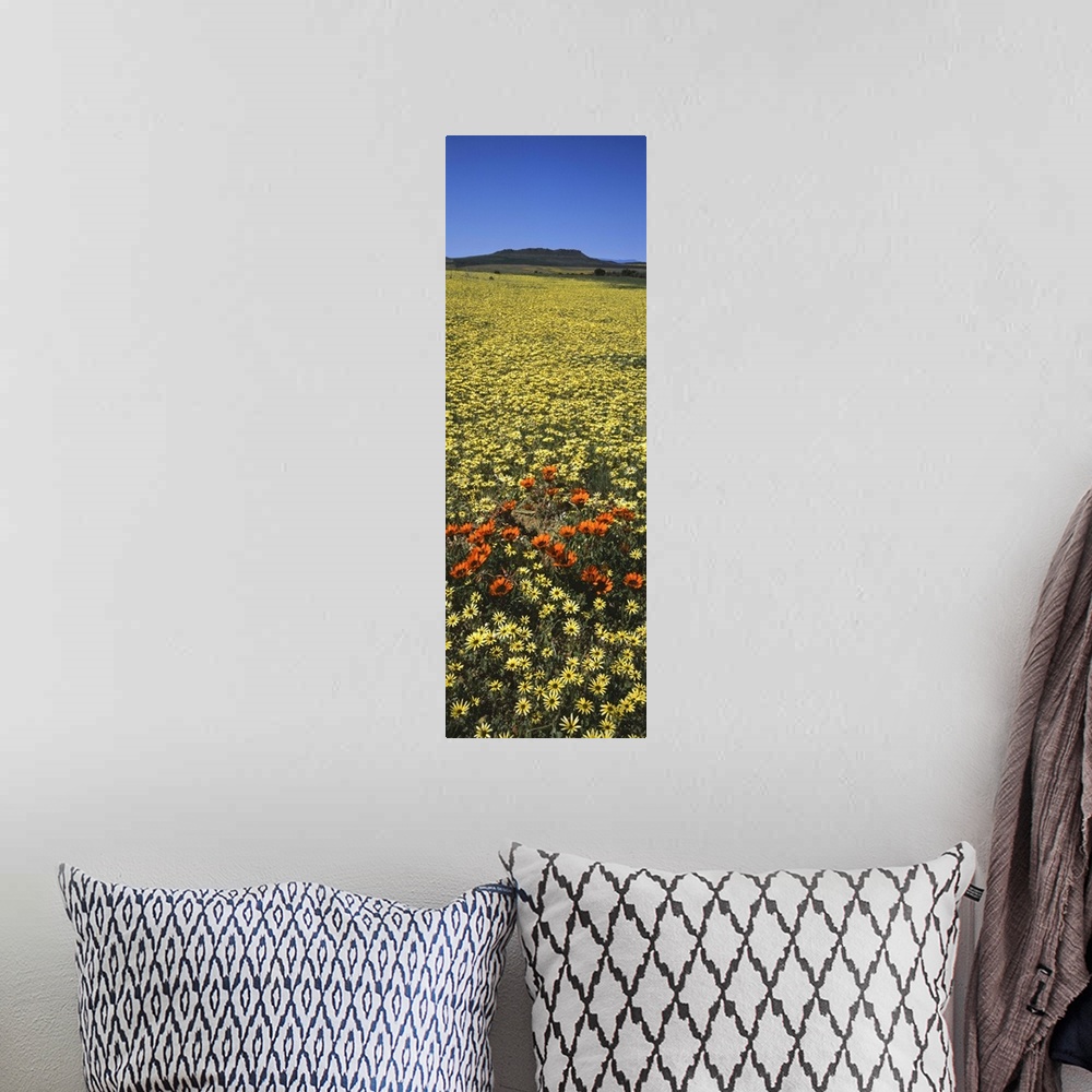A bohemian room featuring Red and yellow Daisies in a field, Niewoudtville, Namaqualand, South Africa