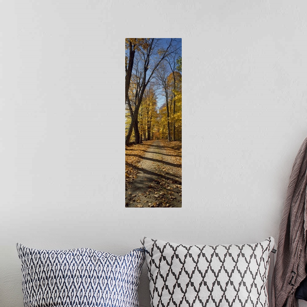 A bohemian room featuring Tall panoramic photograph of a path cutting through tall trees with autumn colored leaves.